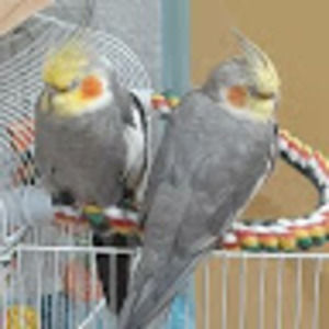 Meet your Posher, Yusra